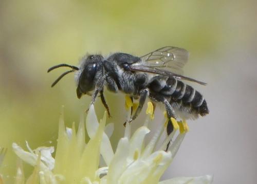 Réf. 263 070 : Megachile rotundata